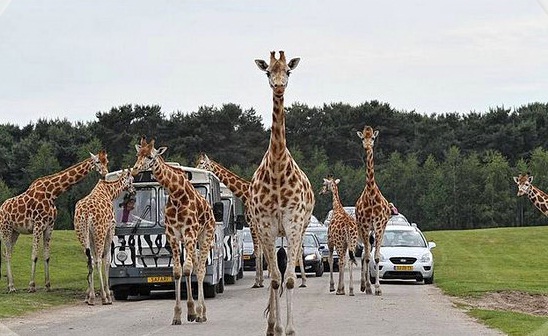 Safaripark Beekse Bergen Beekse Bergen 1 5081 Nj Hilvarenbeek