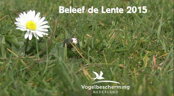 Beleef de Lente | Ouderschap - Beleef De Lente 2022 Webcam