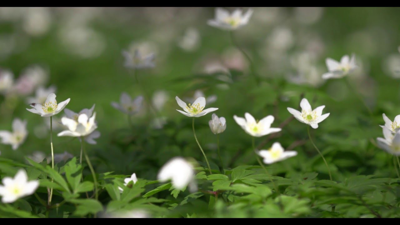 Beleef de lente - YouTube - Beleef De Lente 2022 Webcam