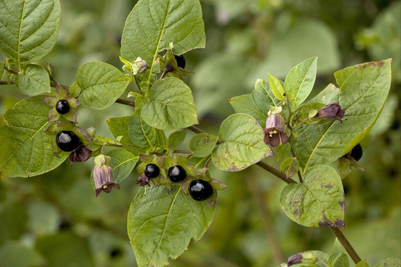 Welke Plant Wordt Ook Wel Belladonna Genoemd