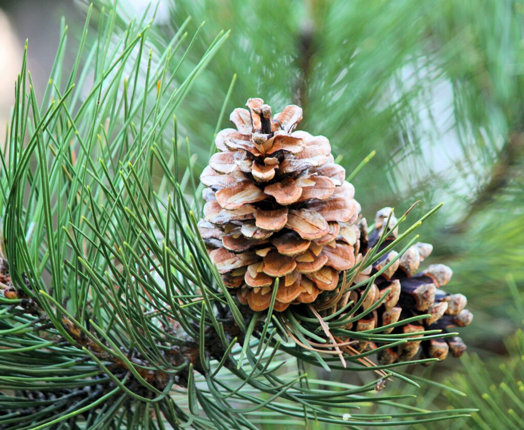 Benefits of Pine: 5 Reasons to Love our Precious Pines - Adore Your - Pine And Gilmore Experience Economy