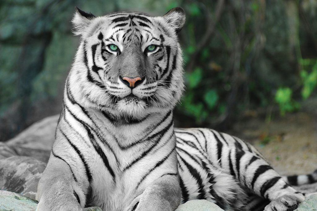 Bengaalse tijger (witte tijger) - Dieren van ZooParc Overloon | Funny - Hoe Ver Kan Een Tijger Springen