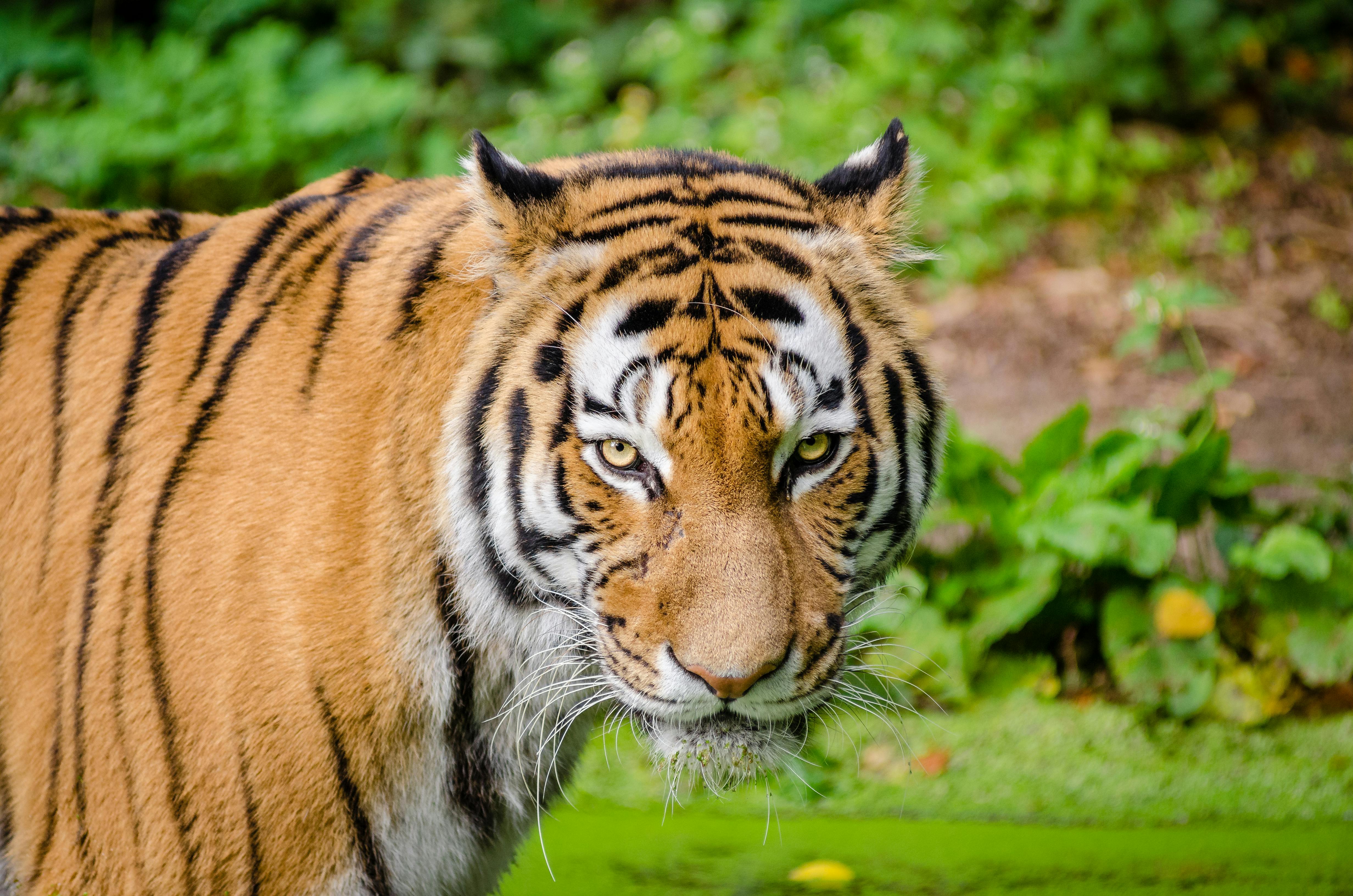 Bengal Tiger on Green Grass · Free Stock Photo - Hoeveel Klauwen Heeft Een Tijger