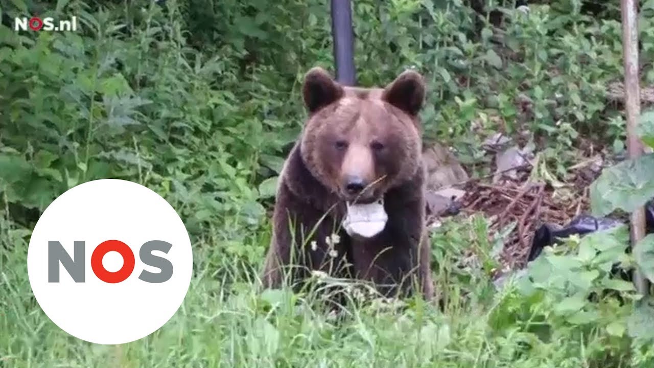 BEREN: Bruine beren bedreigen Roemeense steden - YouTube - Zijn Er Beren In Oostenrijk