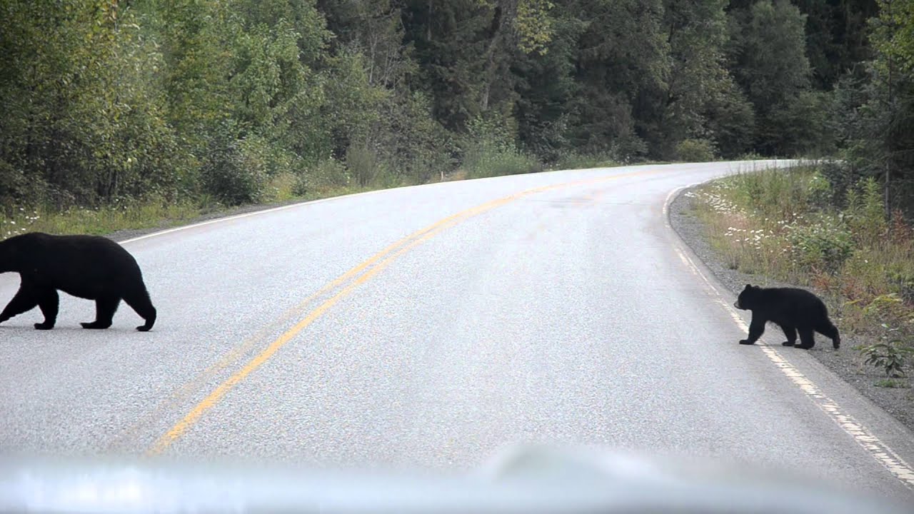 beren op de weg - YouTube - Bos Gezocht Voor Alle Beren Op De Weg