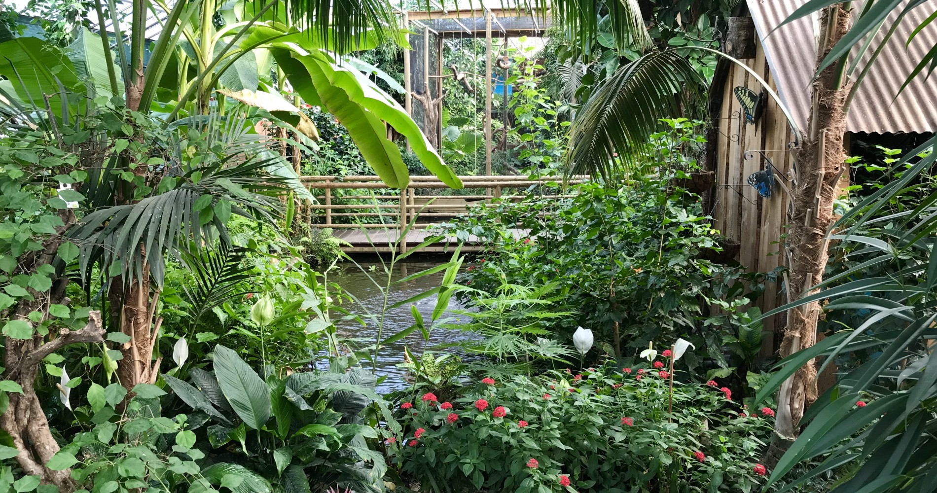 Berkenhof Tropical Zoo: de leukste attractie van Zeeland - Berkenhof 's Tropical Zoo & Vlindertuin