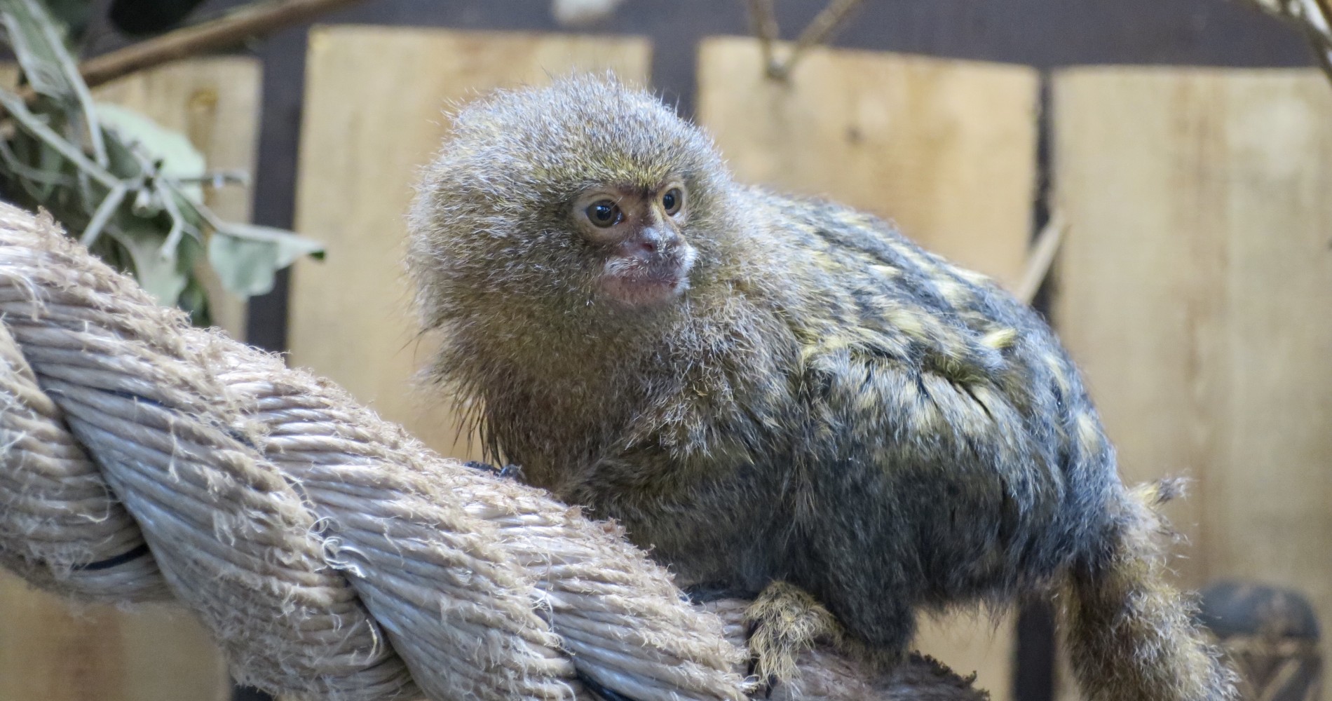 Berkenhof Tropical Zoo: de leukste attractie van Zeeland - Berkenhof 's Tropical Zoo & Vlindertuin