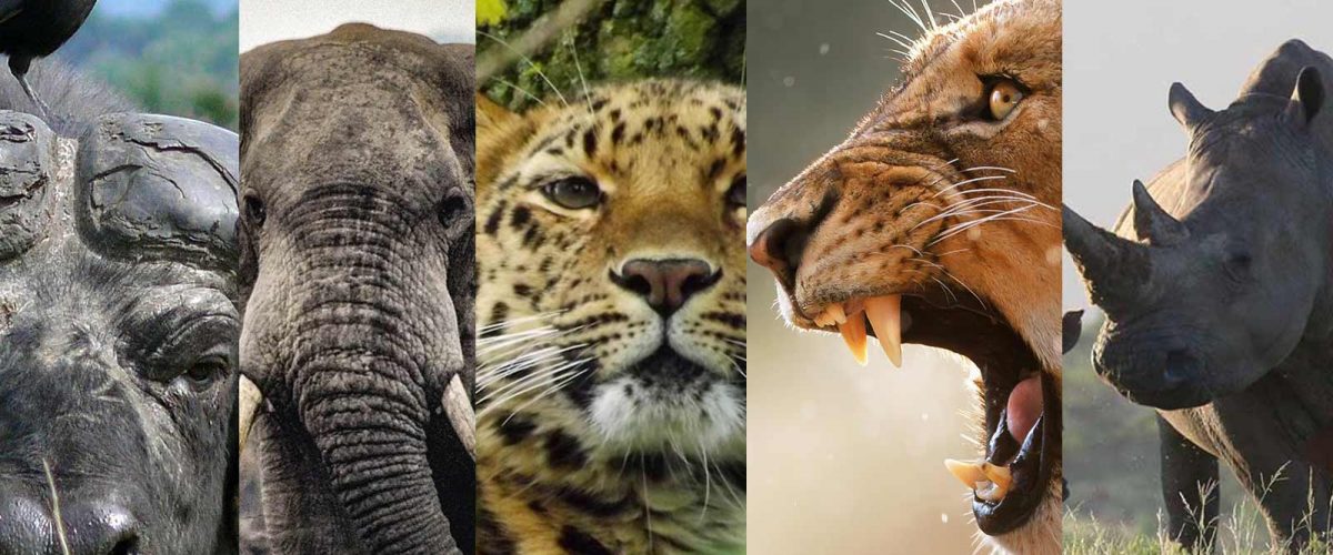 Best Places To See The Big Five In Kenya The Big Animals, 46% OFF - Wat Zijn De Big Five Dieren