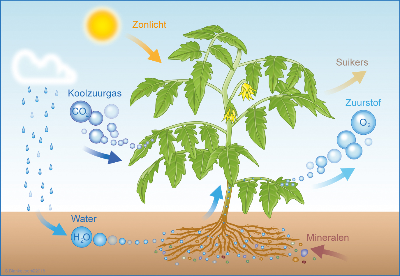 Bestaan voedselkringlopen zonder planten? | Natuurwijzer - Hoe Maakt Een Plant Voedsel Voor Mensen En Dieren