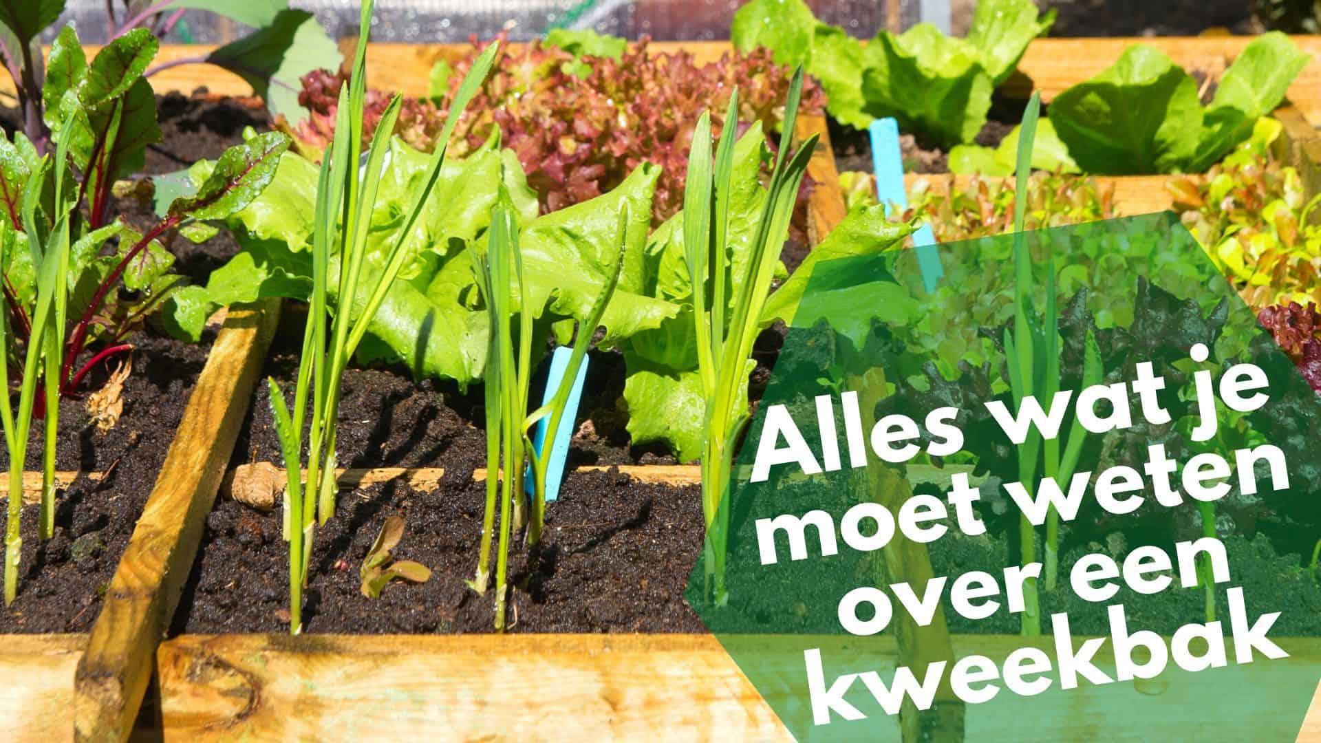 Beste kweekbakken beoordeeld & kweektips: wat ga jij kweken? - Wat Is Een Banale Kweek