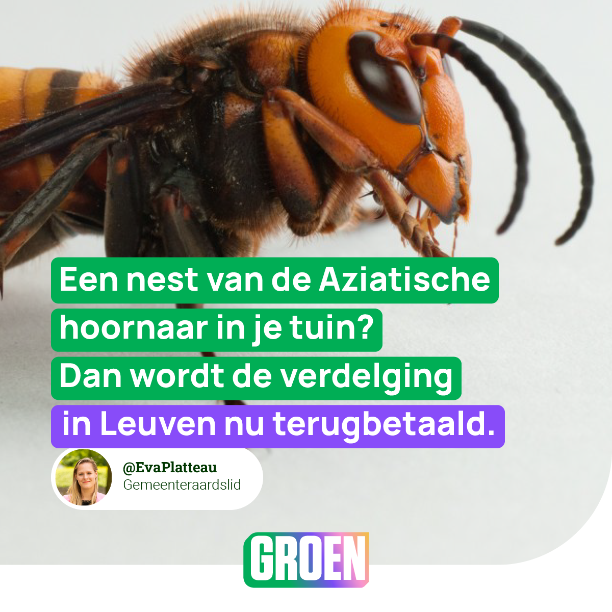 Bestrijding van de Aziatische hoornaar wordt terugbetaald in Leuven - Hoe Ziet De Aziatische Hoornaar Eruit
