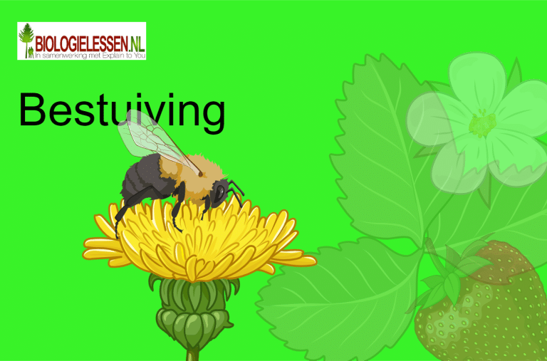 Bestuiving - Biologielessen.nl - Op Welke Twee Manieren Kan Bestuiving Plaatsvinden
