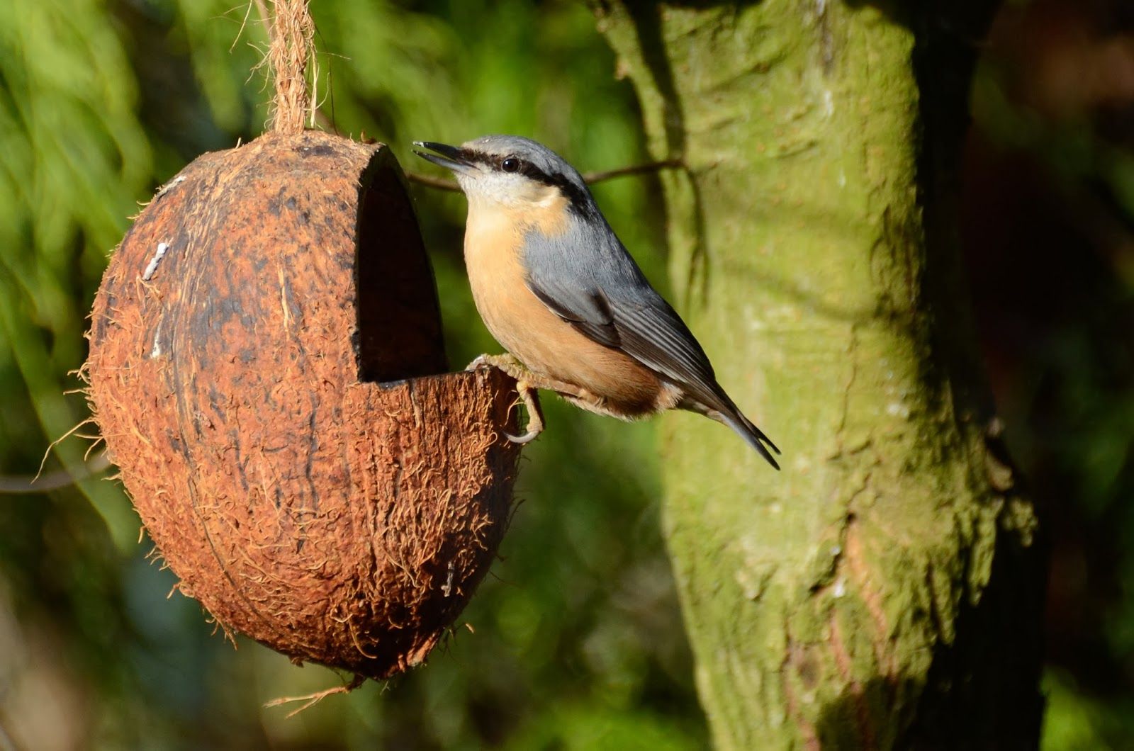 bettyfotografeert: Vogels in de tuin Bird, Outdoor Decor, Flight - Beter 1 Vogel In De Hand Dan 10in De Lucht