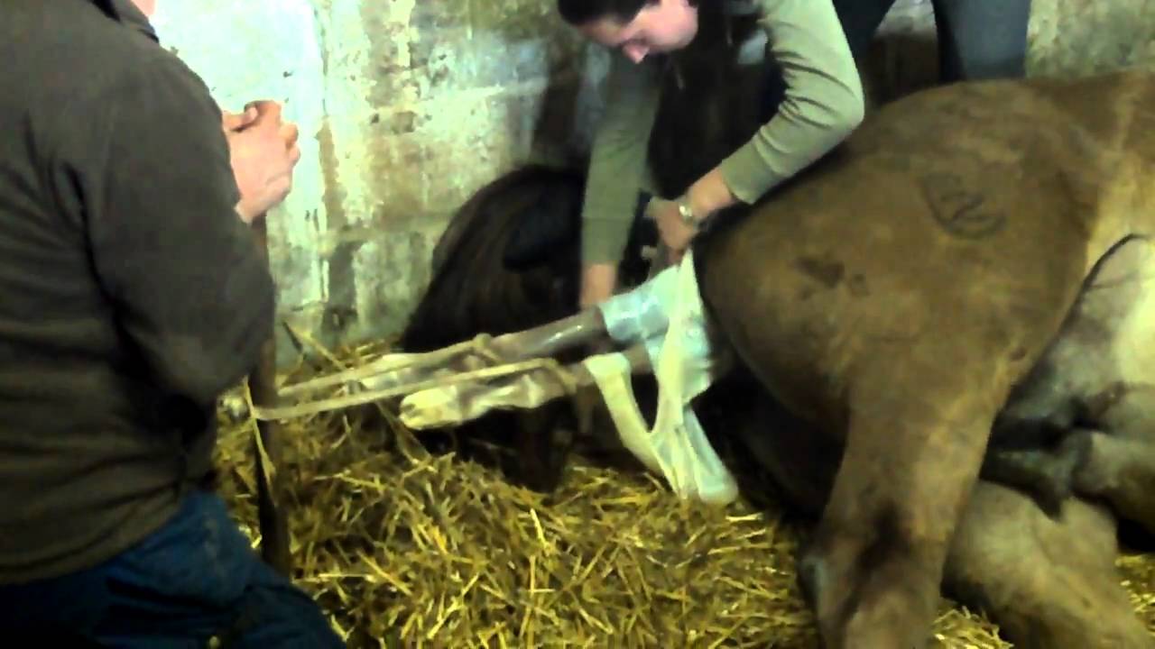 Hoelang Duurt Een Bevalling Gemiddeld
