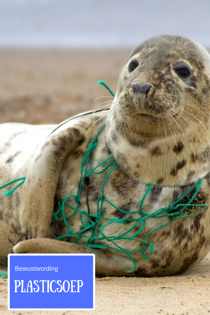 Bewustwording van de plastic soep | Marine animals, Pollution, Ocean - Wat Zijn De Gevolgen Van Plastic Soep