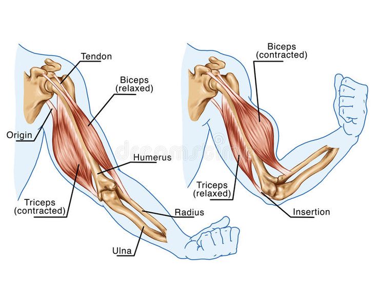 Biceps, Triceps - movement of the arm. And hand muscles a€“ board - Sterkste Spier In Het Lichaam