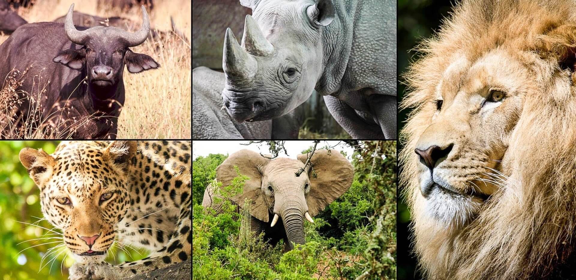 Big Five | Tailormade Africa - Wat Zijn De Big Five Dieren