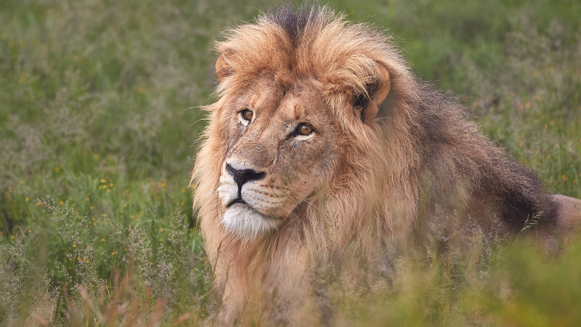 Lion Wardrobe And The Witch