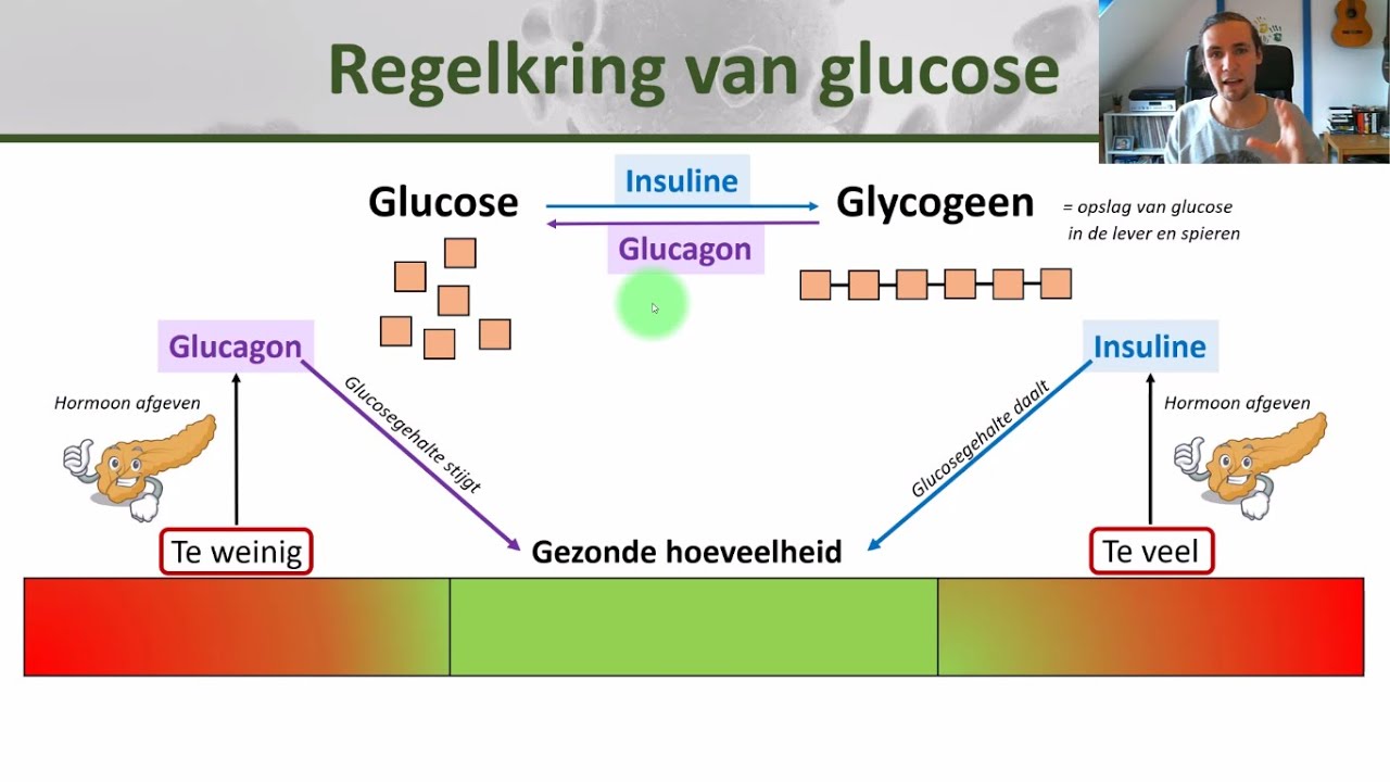 Bio - Glucosegehalte regelkring, werking van glucagon en insuline - Wat Doen Suikers Met Je Lichaam