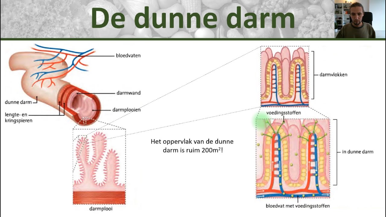 Bio - Voedingsstoffen opnemen - Opbouw dunne darm, darmvlokken en - Hoe Lang Is Een Dikke Darm