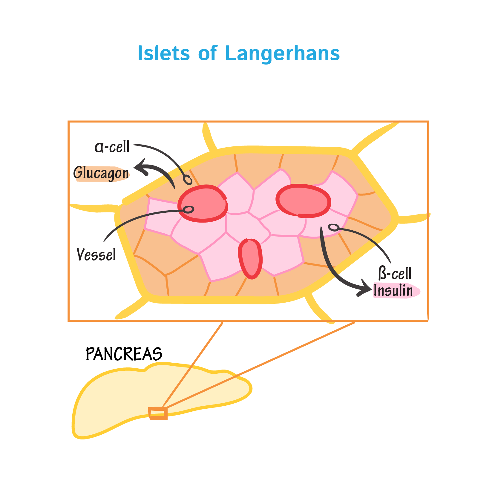 Waar Liggen De Eilandjes Van Langerhans