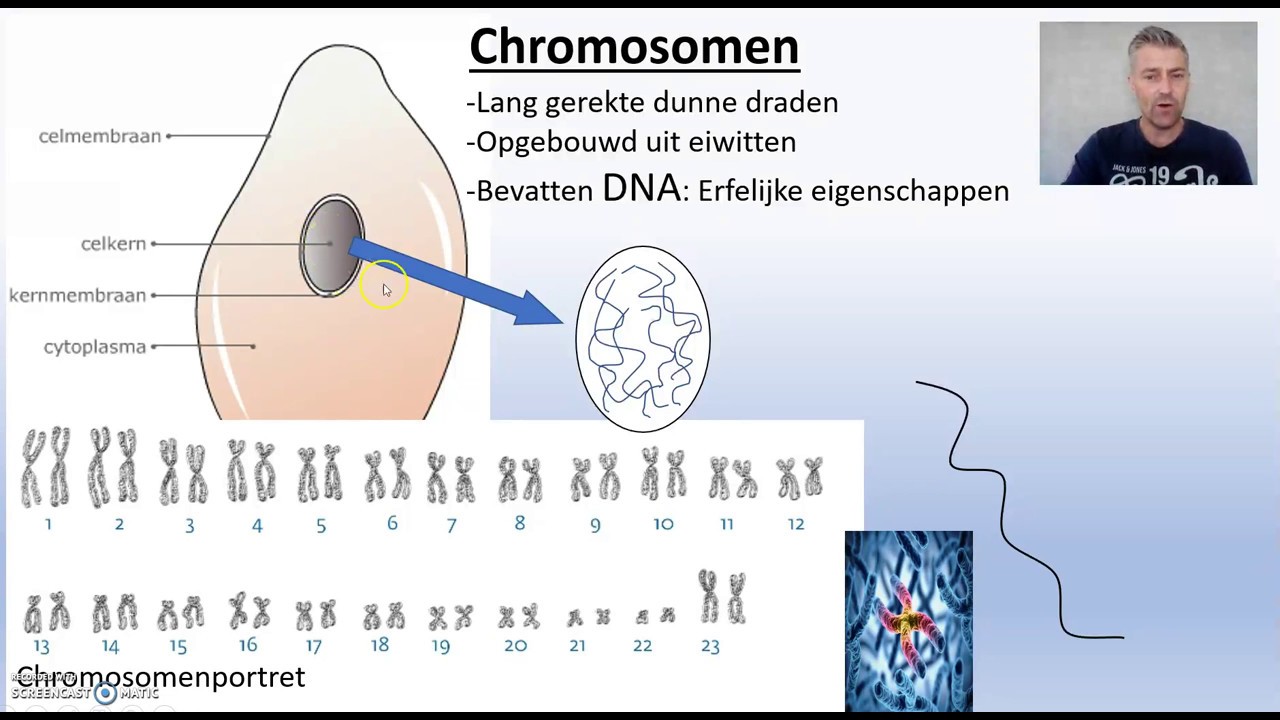 Biodam thema 1 cellen chromosomen - YouTube - Hoeveel Chromosomen Heeft Een Mens Met Down