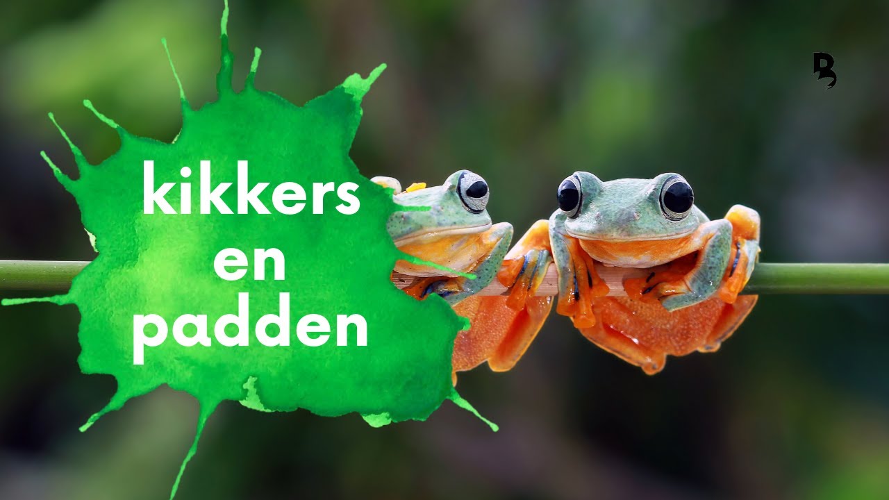 Bioleren - Wat is het verschil tussen een kikker en een pad? - YouTube - Wat Betekent De Kikker Op Producten