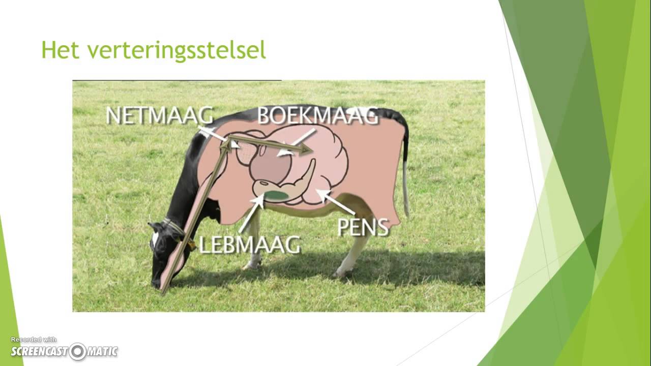 Biologie Herkauwers - YouTube - Hoe Heten De 4 Magen Van Een Koe