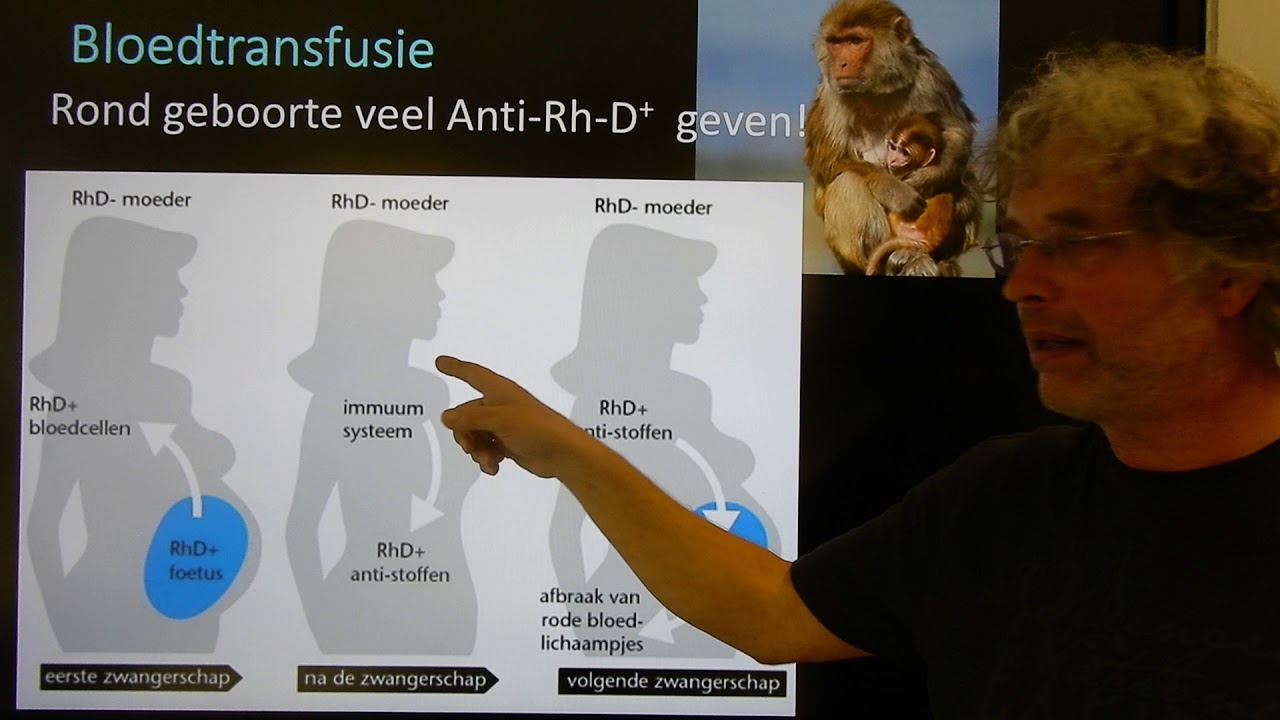 Biologie HV BB Transplantatie en Bloedtransfusie - YouTube - Bloedtransfusie Hoe Vaak Kan Dat
