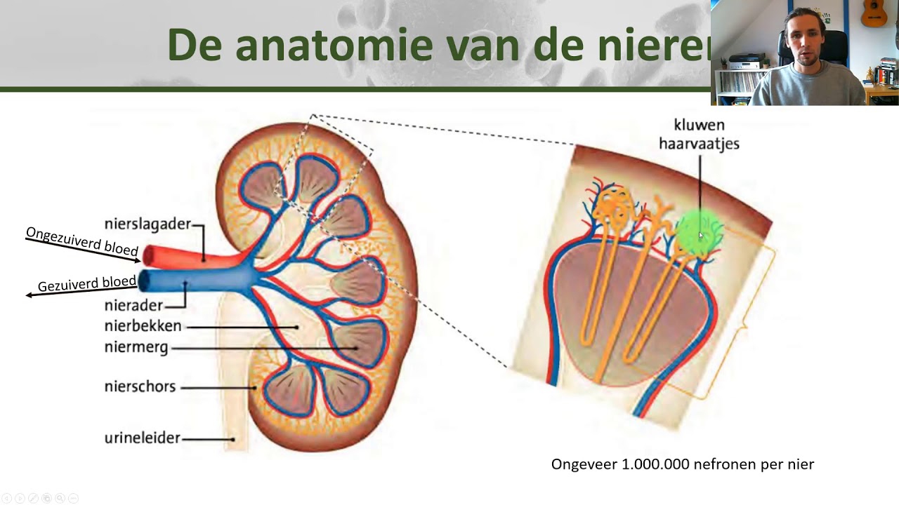 Biologie klas 2 - De nieren: anatomie en de werking van nefronen - Welke Delen Van De Nieren Produceren Urine