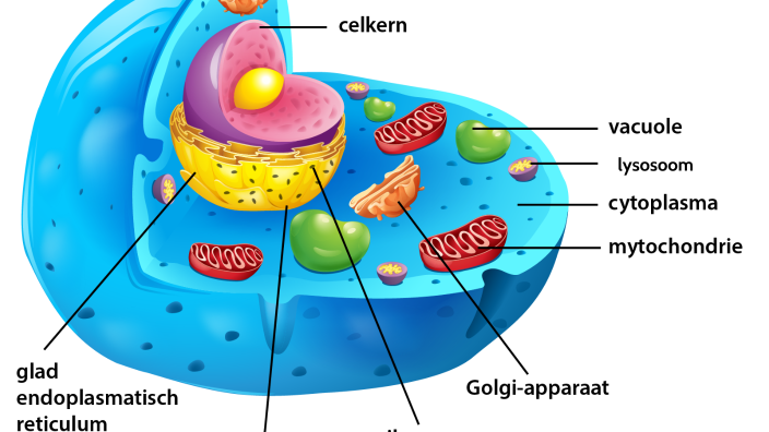 Biologie Lysosoom by Ester van Balen on Prezi - Hebben Alle Cellen Van De Zonnedauw Een Celwand