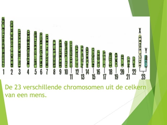 Hoeveel Chromosomen Heeft Een Hond