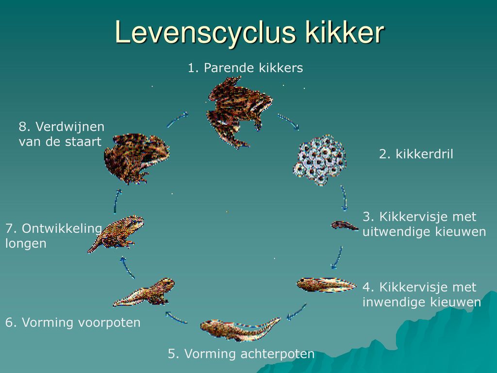 Welke Twee Functies Heeft De Staart Van Een Kikkervisje