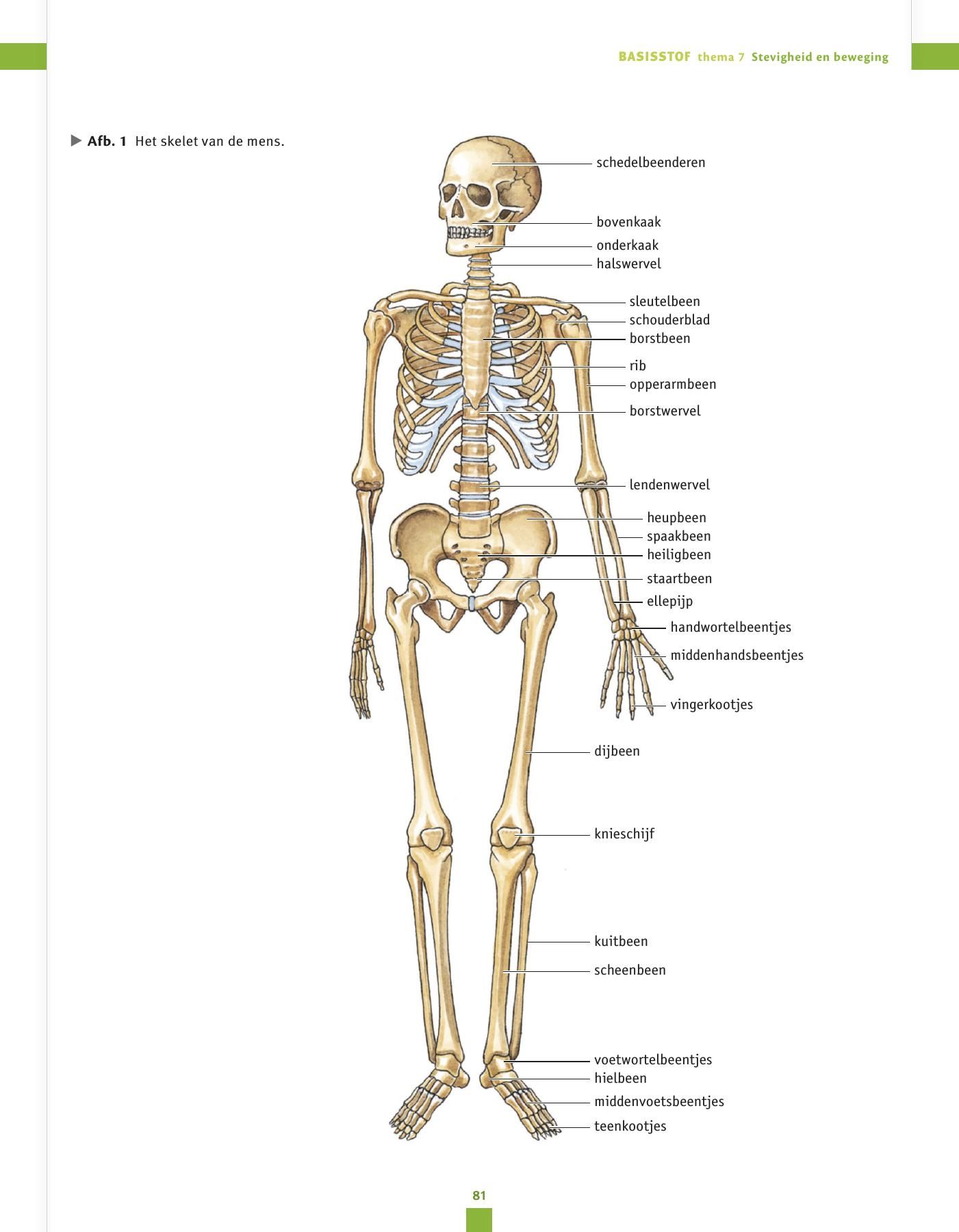 Biologie voor jou | Biologie, Zenuwstelsel - Antwoorden Biologie Voor Jou Vwo 4