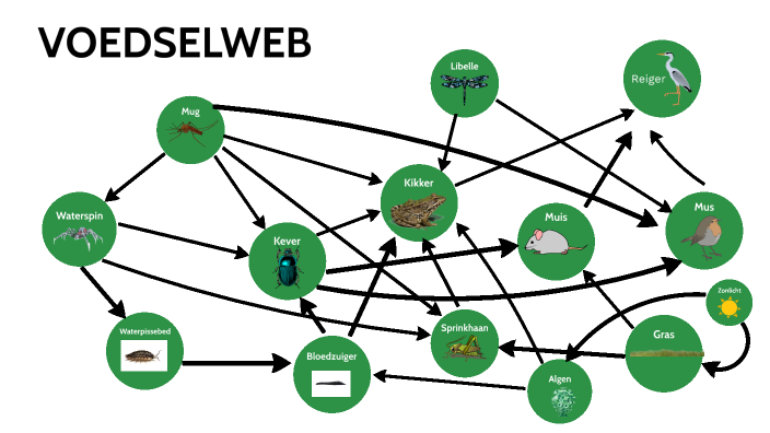 biologie vwo 5 by Mila Koster on Prezi - Gemiddelde N Term Biologie Vwo