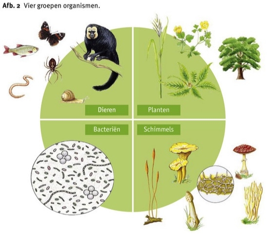 Biologie - Wikiwijs Maken - Biologie En Medisch Laboratorium Onderzoek