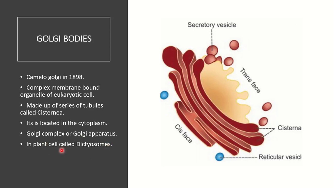 Biology | Golgi Apparatus | Structure and Function of Golgi Body - YouTube - Wat Doet Het Golgi Systeem