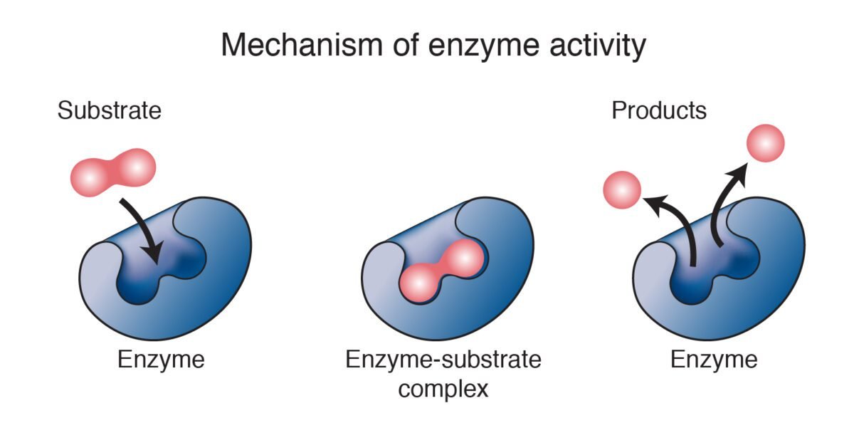 Biology – How Enzymes Work - Sinaumedia - Ido 2 Enzym Wat Is Dat