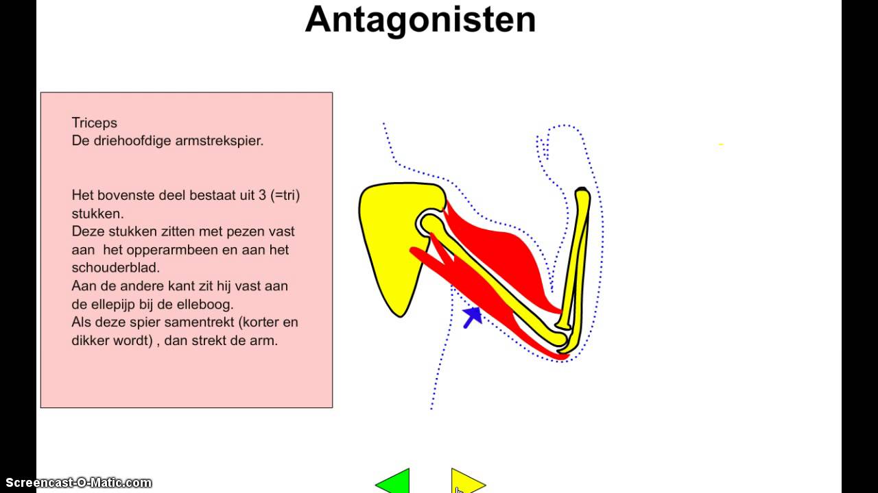Bioplek antagonisten - YouTube - Wat Is De Antagonist Van De Kuitspier