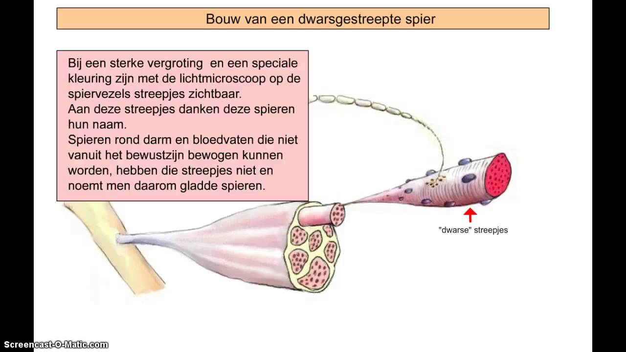 Bioplek dwarsgestreepte spieren - YouTube - Hoe Weet Je Of Je Spieren Hersteld Zijn