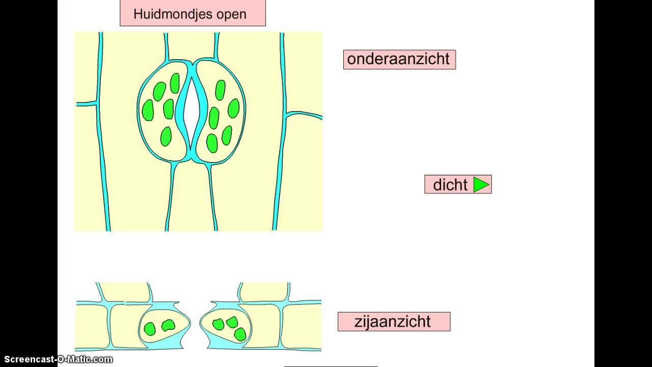 Wat Is De Functie Van Cytoplasma