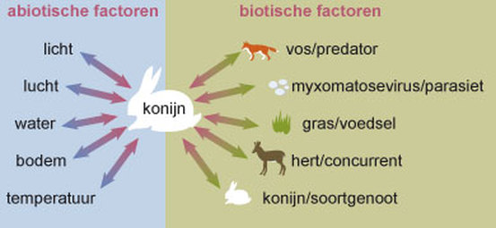 Wat Zijn Biotische En Abiotische Factoren