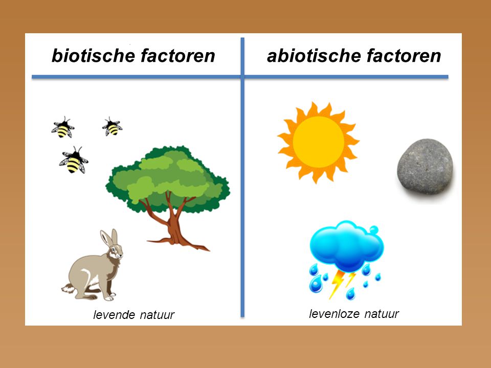 Biotische en abiotische factoren - Mijn site - Wat Zijn Biotische En Abiotische Factoren