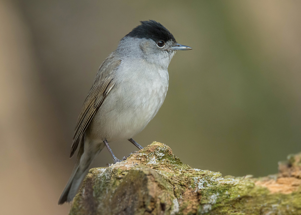 Birds in the Netherlands | Nature Photography by Marnix Jonker - Kleine Vogel Met Gele Streep Op Kop