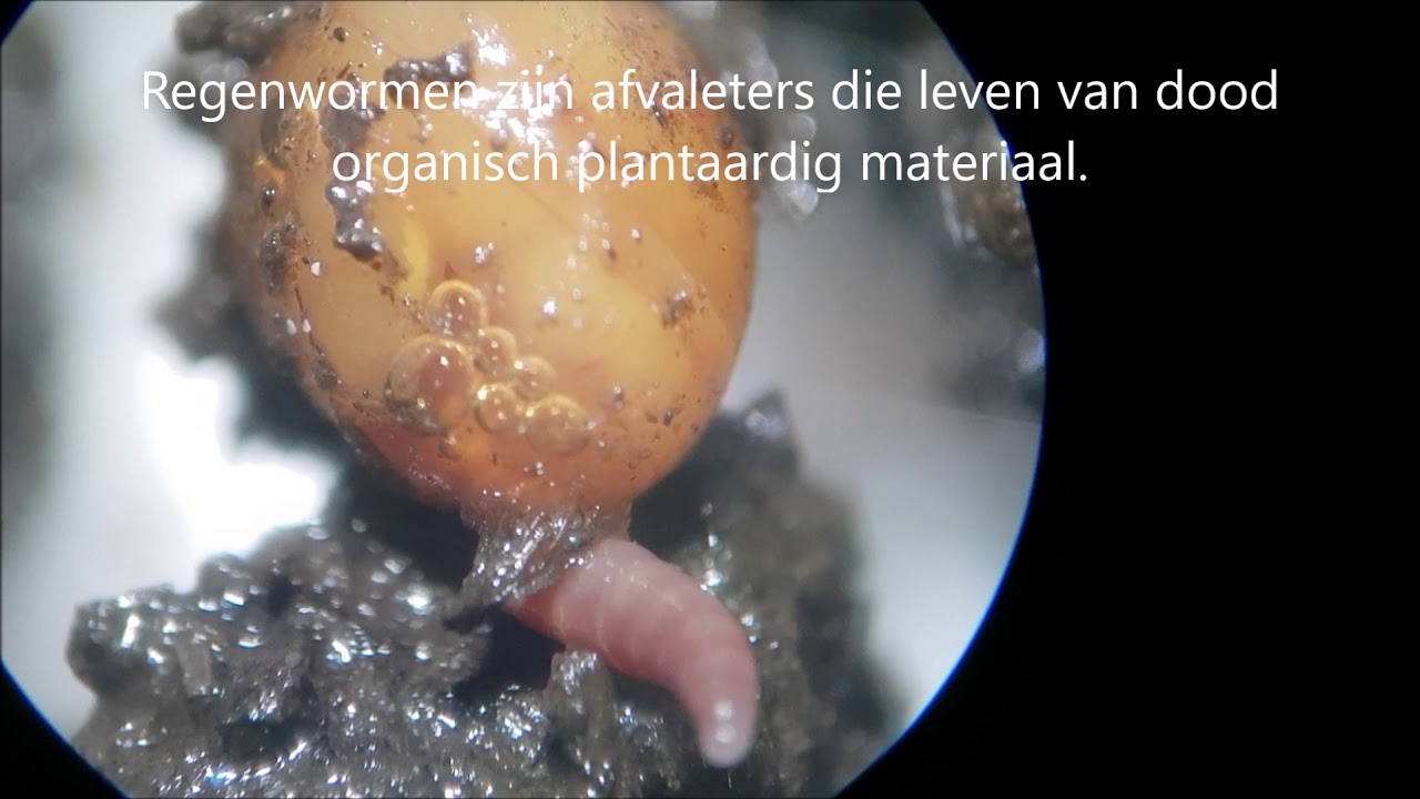 Hoe Lang Duurt Kweek Bacterie