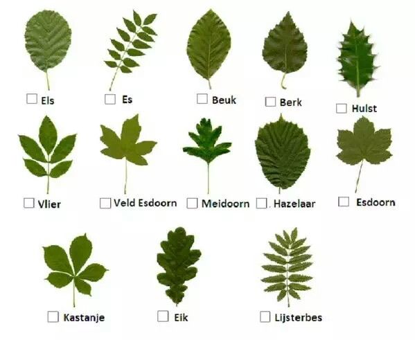 Blaadjes... | Herfst bomen, Plantkunde, Natuuractiviteiten - Het Soort Of De Soort