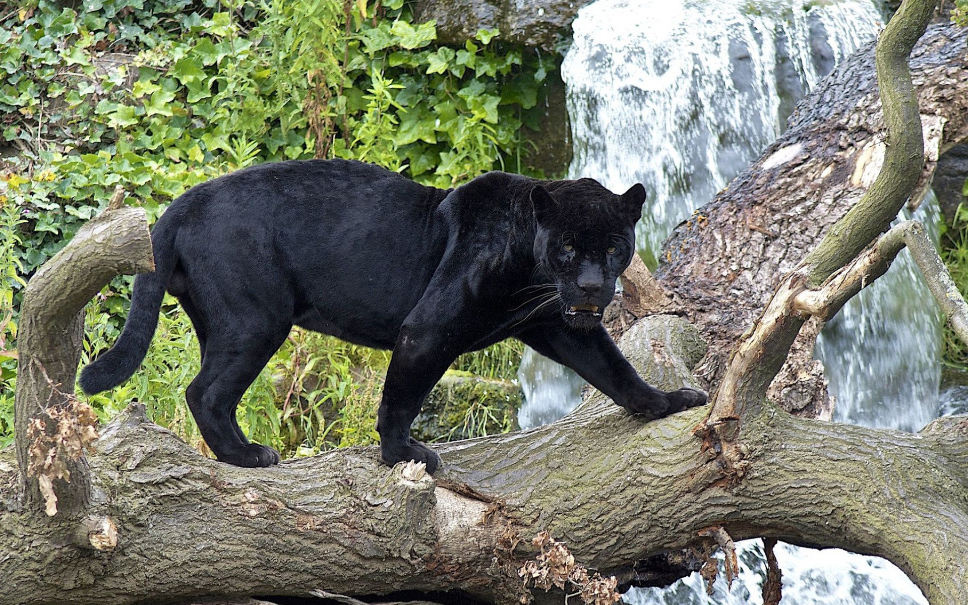 Black Jaguar on Tree Branch by Waterfall - Hoeveel Zwarte Panters Zijn Er Nog