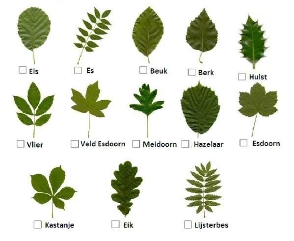 Bladeren determineren | Bladeren | Bomen | Bladeren, Herfst bomen - Hoeveel Soorten Bomen Zijn Er In Nederland