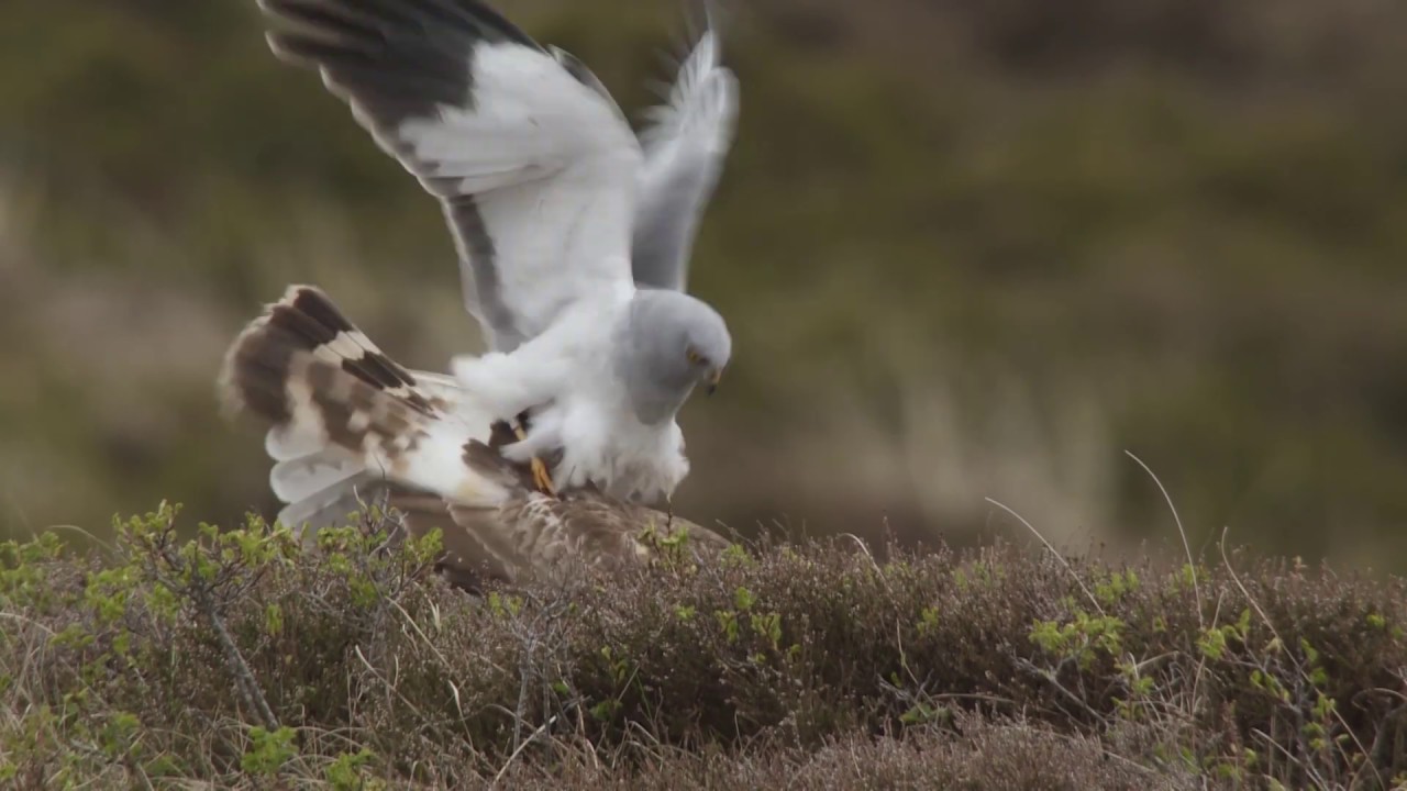 Verschil Blauwe En Grauwe Kiekendief
