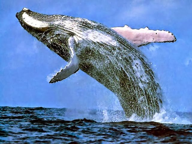 Blauwe vinvis. | Balaenoptera musculus, Megattera, Whale watching - Hoeveel Weegt Het Hart Van Een Blauwe Vinvis